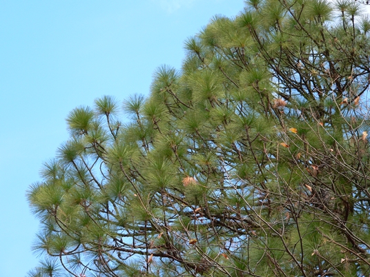 {Pinus palustris}